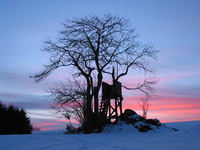 Baum mit Hochsitz von Ulrich Reichardt