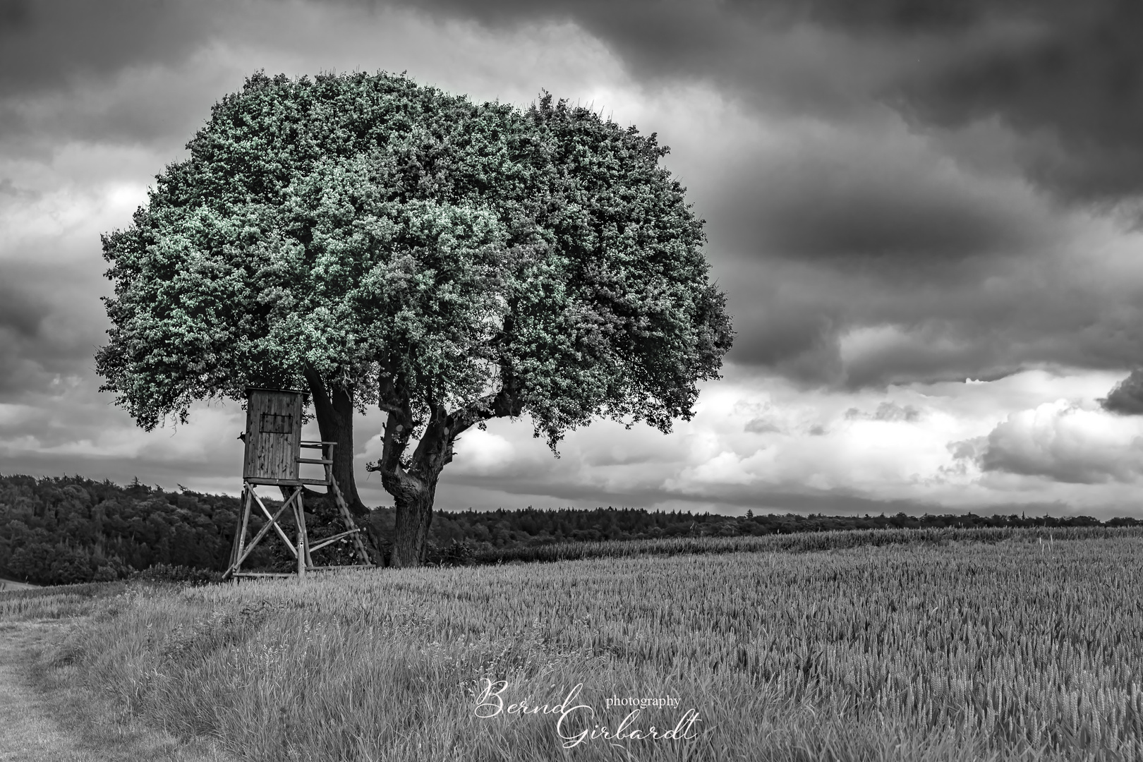 Baum mit Hochstand-2