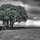 Baum mit Hochstand-2