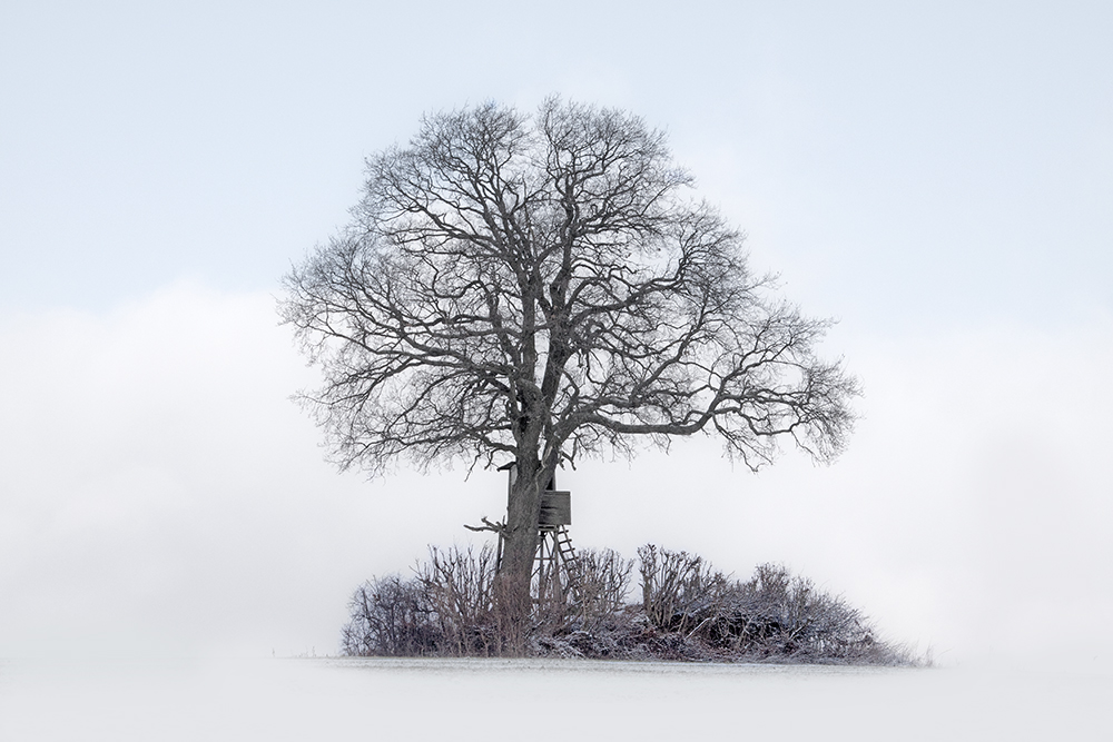 Baum mit Hochstand