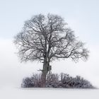 Baum mit Hochstand