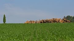 Baum mit Holz