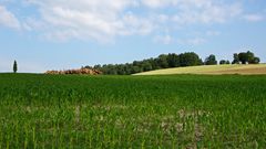 Baum mit holz und Feld