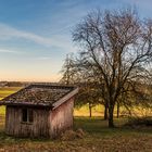 Baum mit Hütte