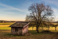 Baum mit Hütte