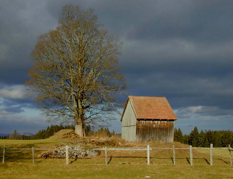 Baum mit Hütte