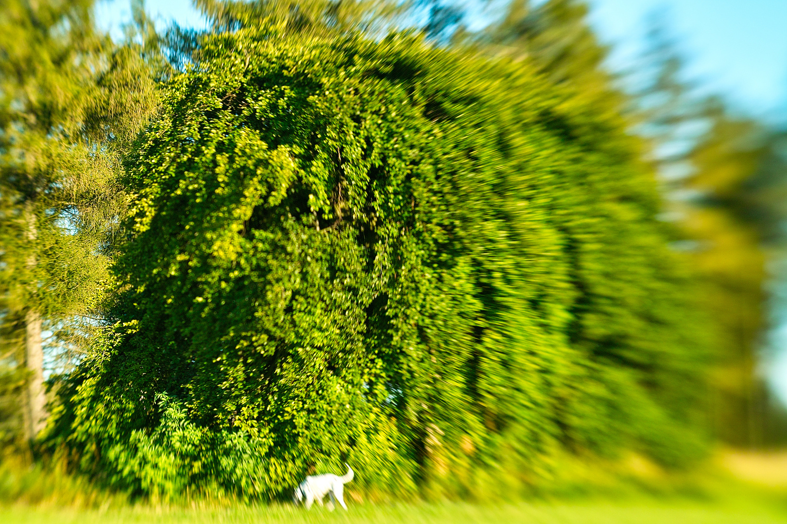 Baum mit Hund