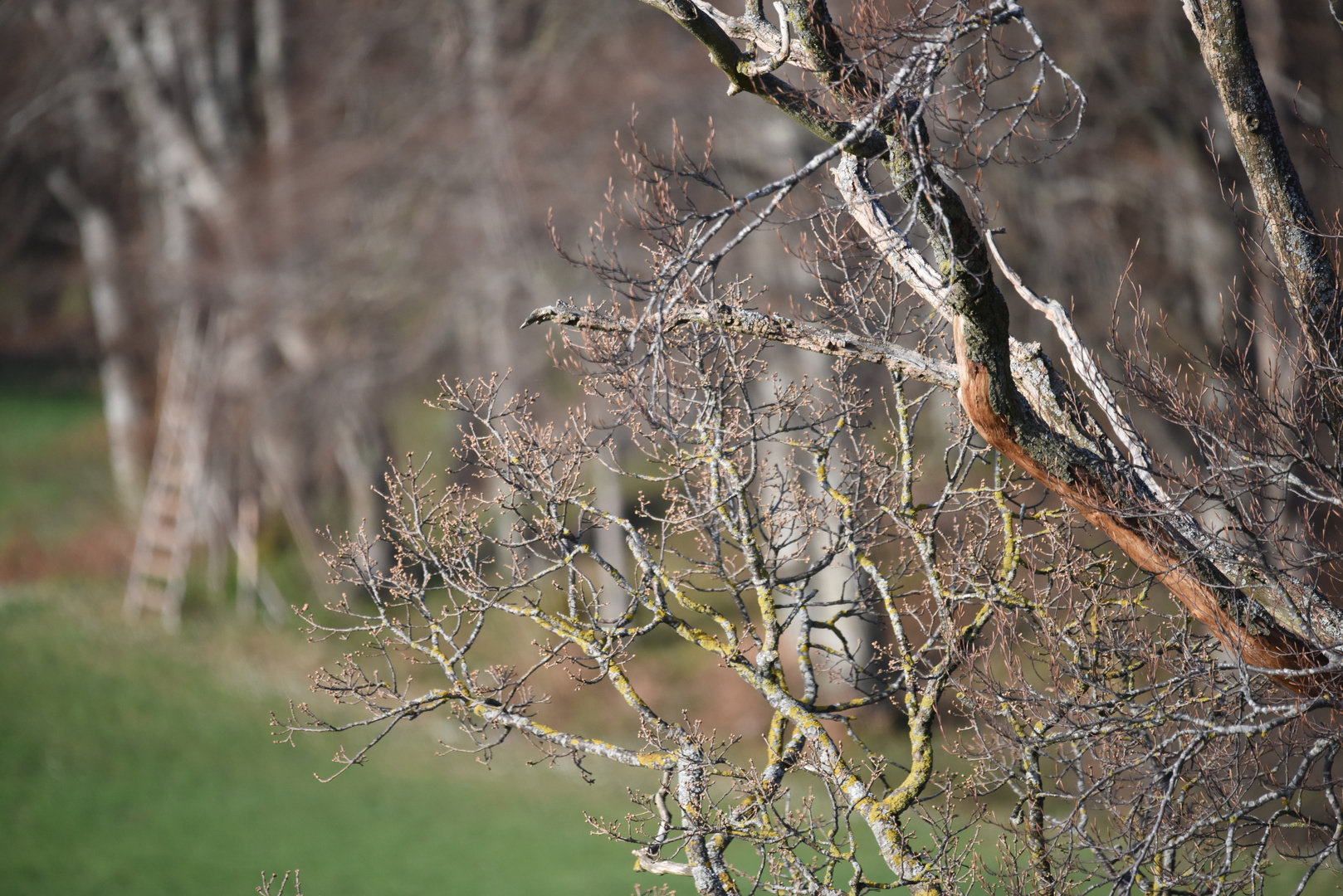 Baum mit Jägeransitz