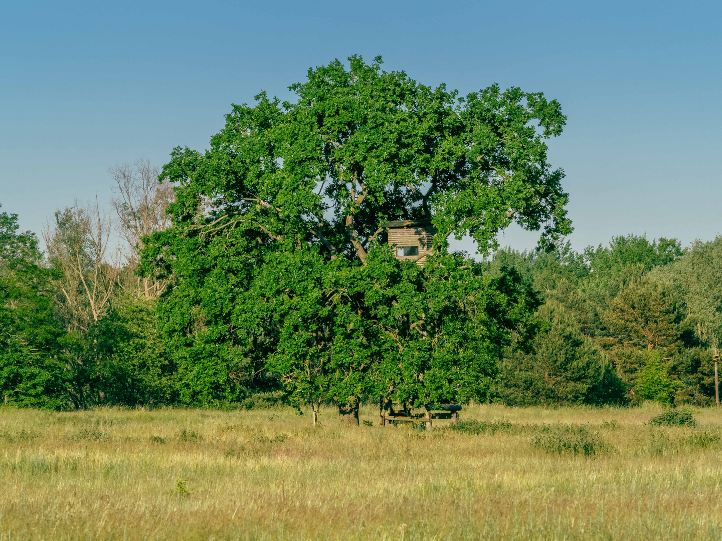 Baum mit Jagdstuhl