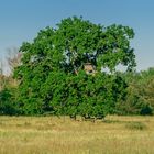 Baum mit Jagdstuhl