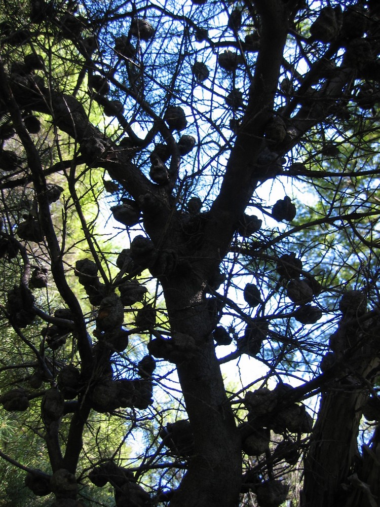 Baum mit Knollen