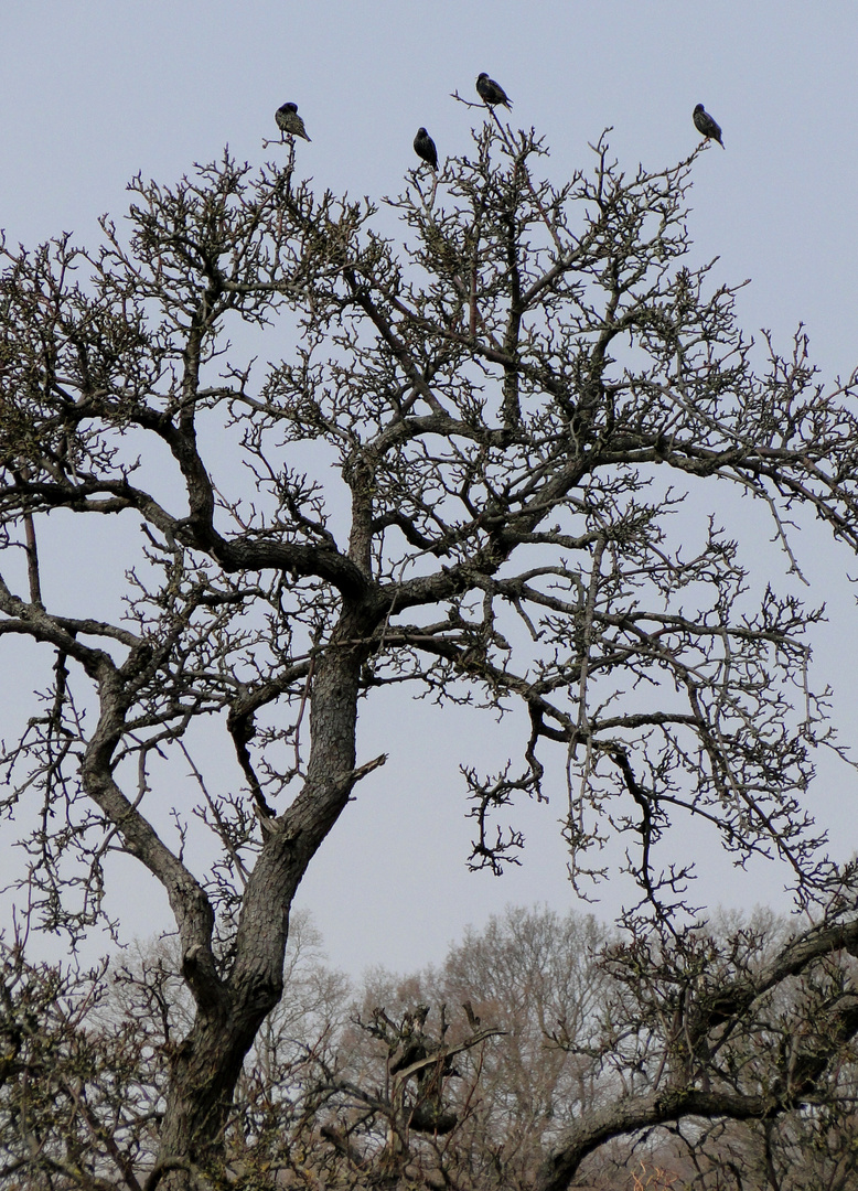 Baum mit Krähen