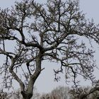 Baum mit Krähen