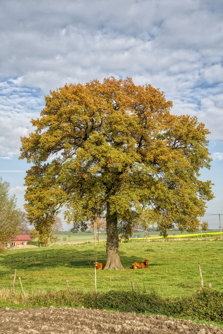 Baum mit Kühen