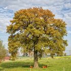 Baum mit Kühen