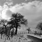 Baum mit Kuschelwolke