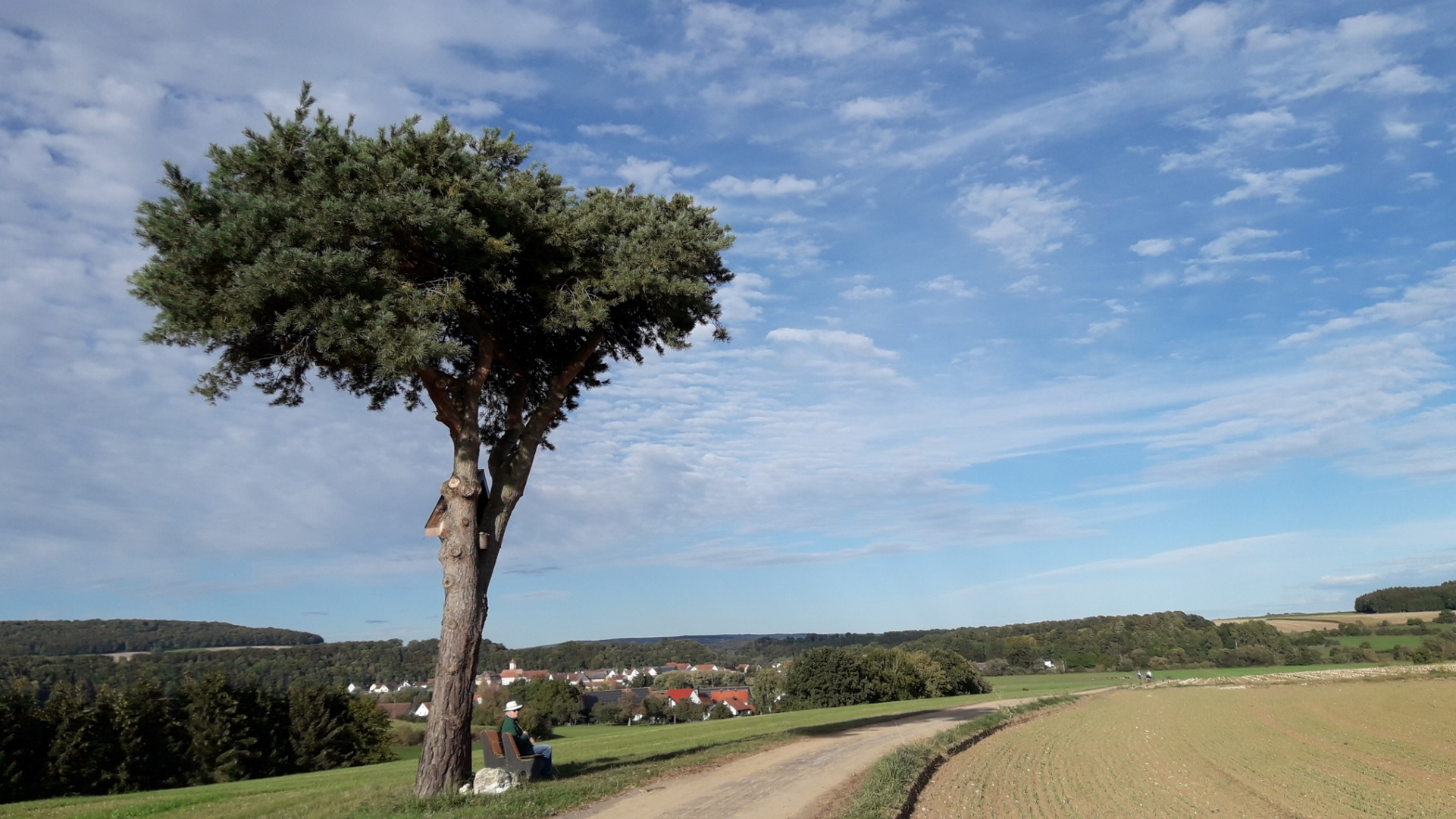 Baum mit Landschaft