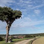 Baum mit Landschaft