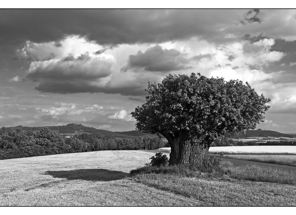 Baum mit Landschaft