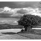 Baum mit Landschaft