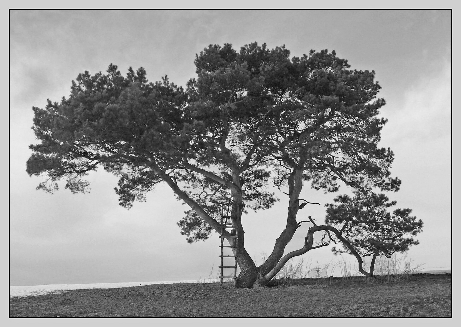 Baum mit Leiter