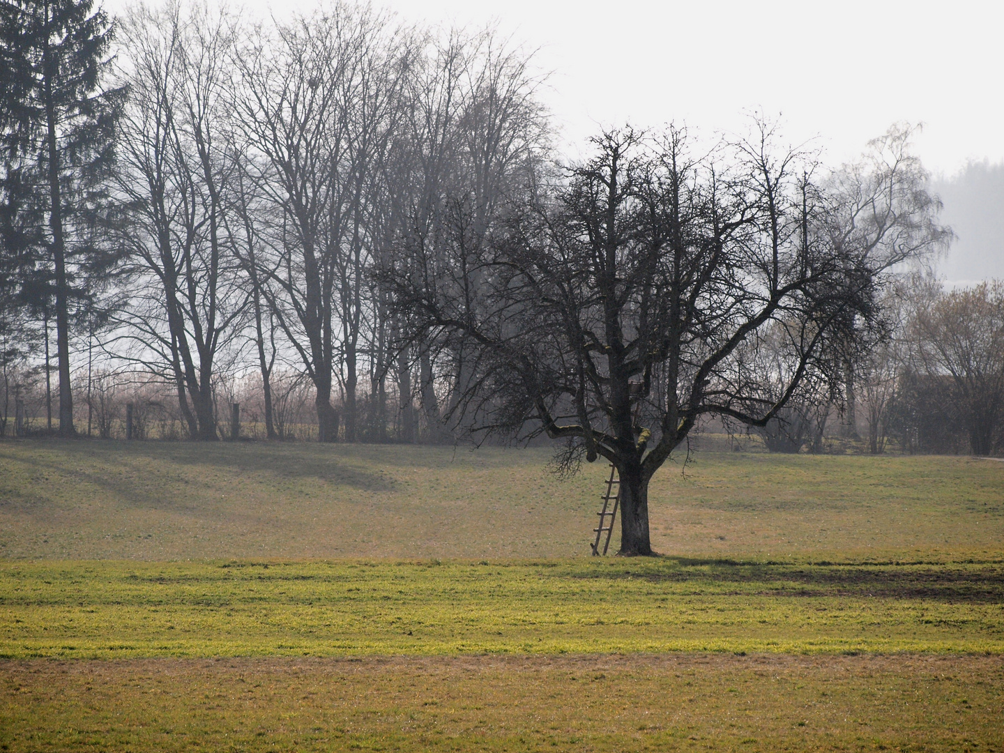 Baum mit Leiter