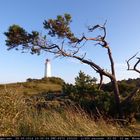 Baum mit Leuchtturm