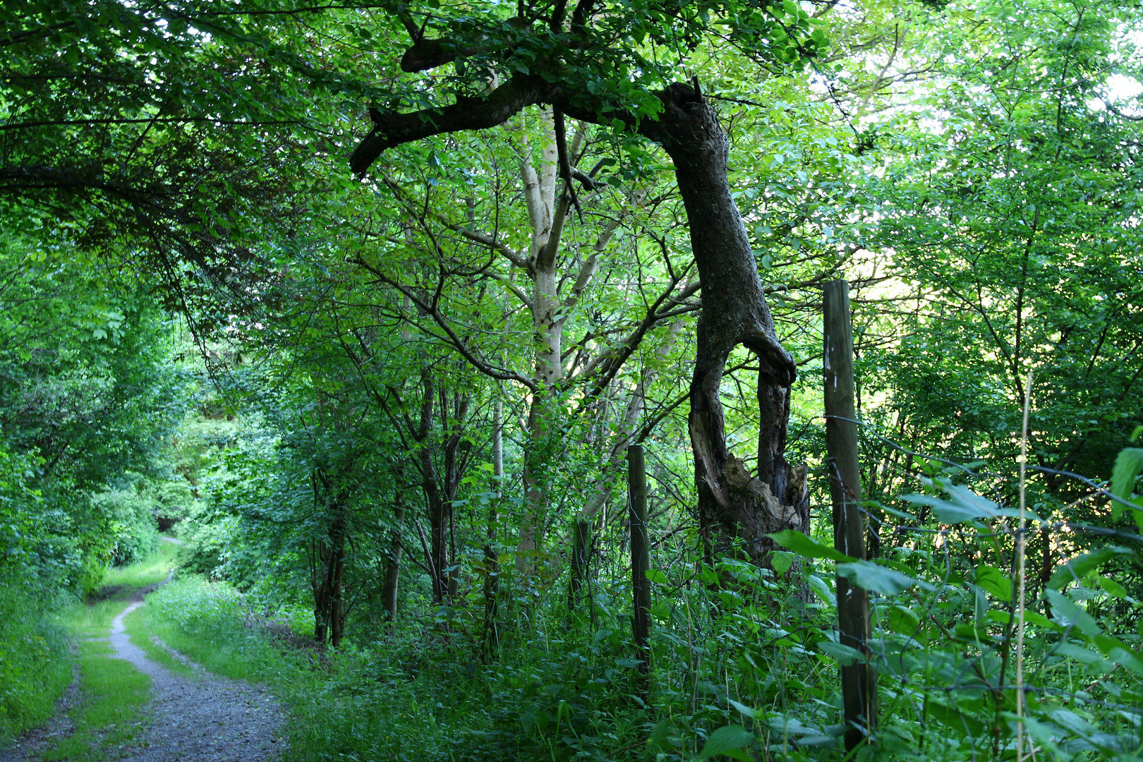 Baum mit Loch und wächst doch