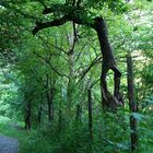 Baum mit Loch und wächst doch