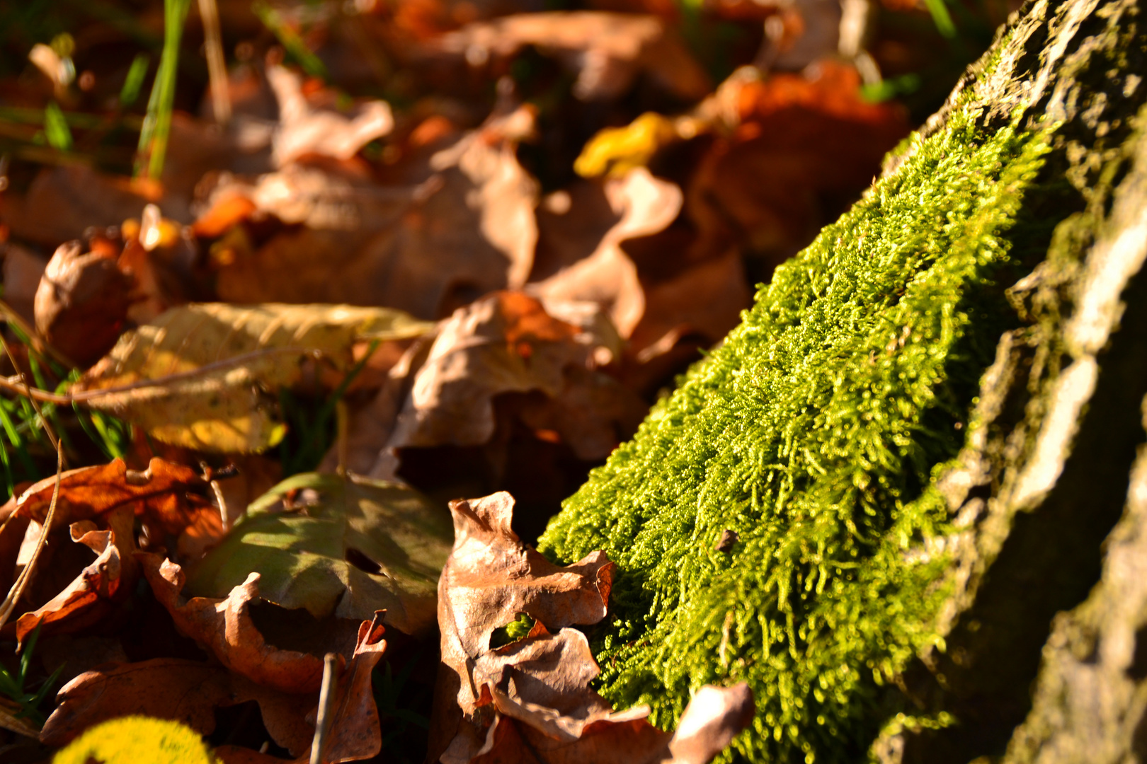 Baum mit Mäntelchen