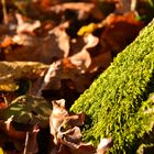 Baum mit Mäntelchen