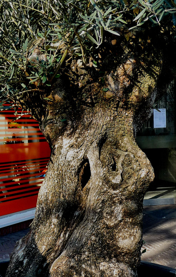 Baum mit markantem Profil