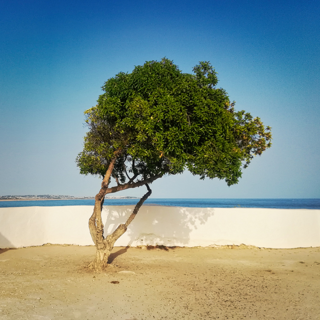 Baum mit Meerblick