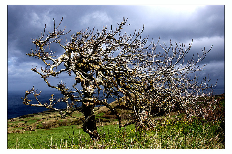 Baum mit Meerblick