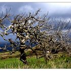 Baum mit Meerblick