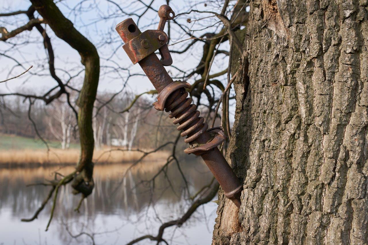 Baum mit merkwürdigem Ast 