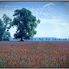 Baum mit Mispeln