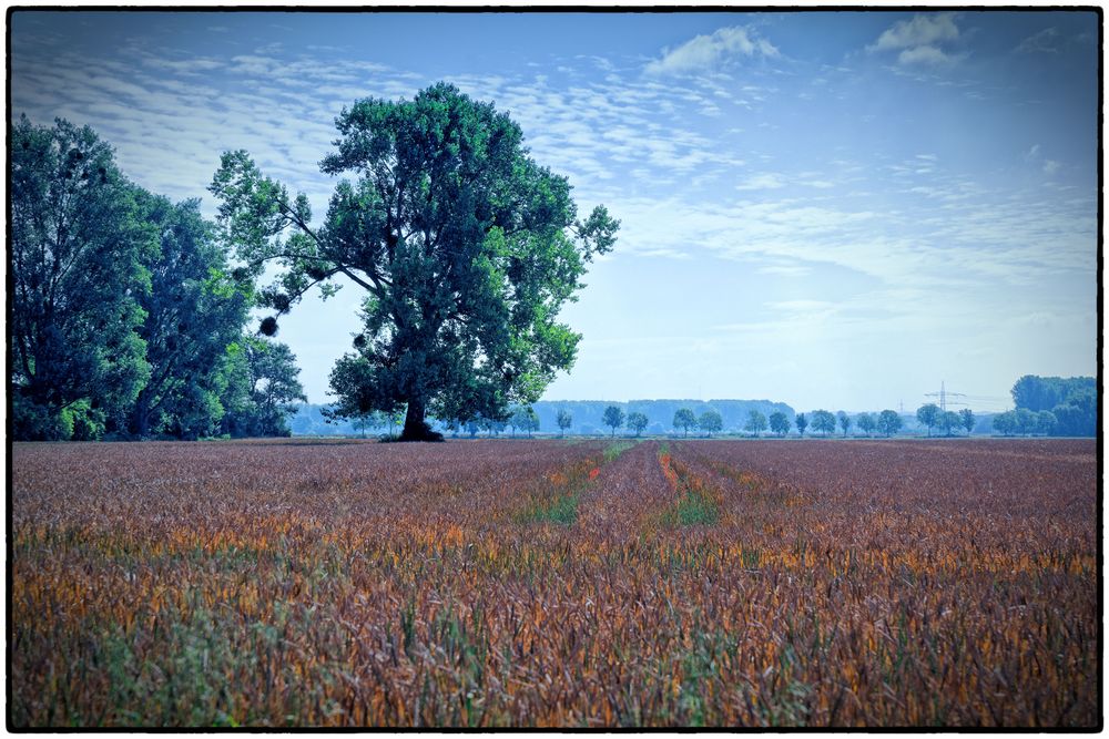 Baum mit Mispeln