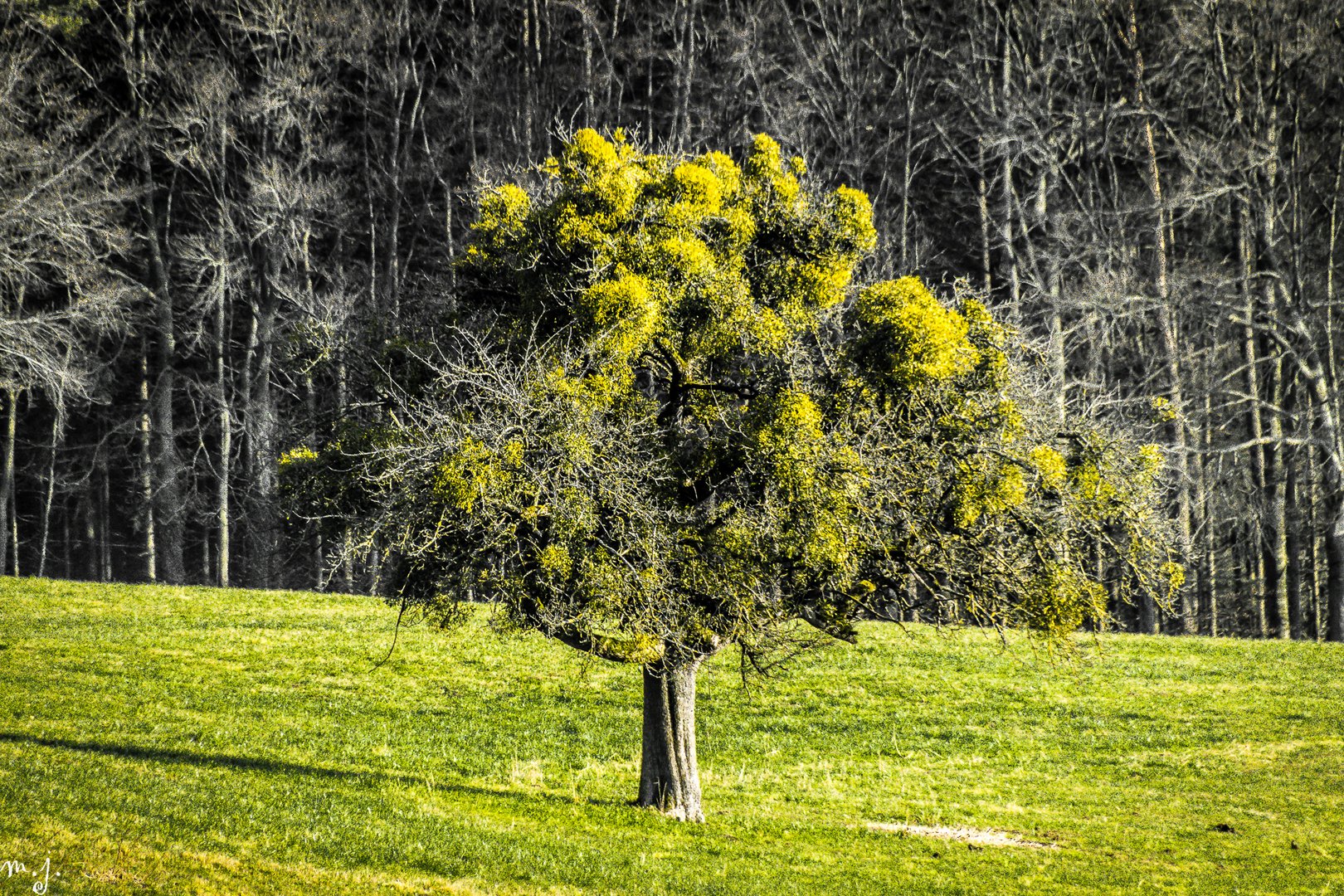 Baum mit Misteln