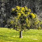 Baum mit Misteln