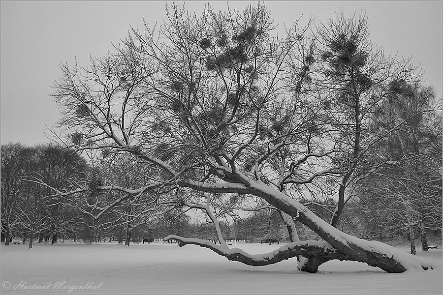 Baum mit Misteln (s/w)