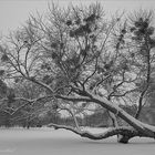 Baum mit Misteln (s/w)