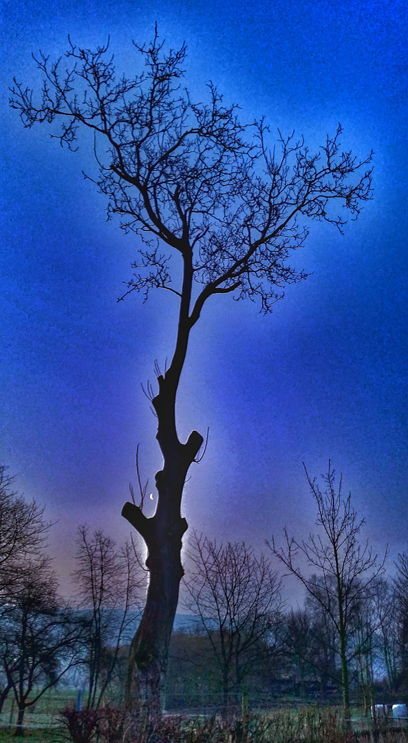 Baum mit Mond bei Nacht