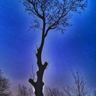 Baum mit Mond bei Nacht