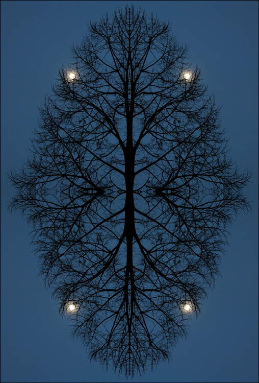 Baum-mit-Mond-Spiegelung