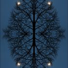 Baum-mit-Mond-Spiegelung