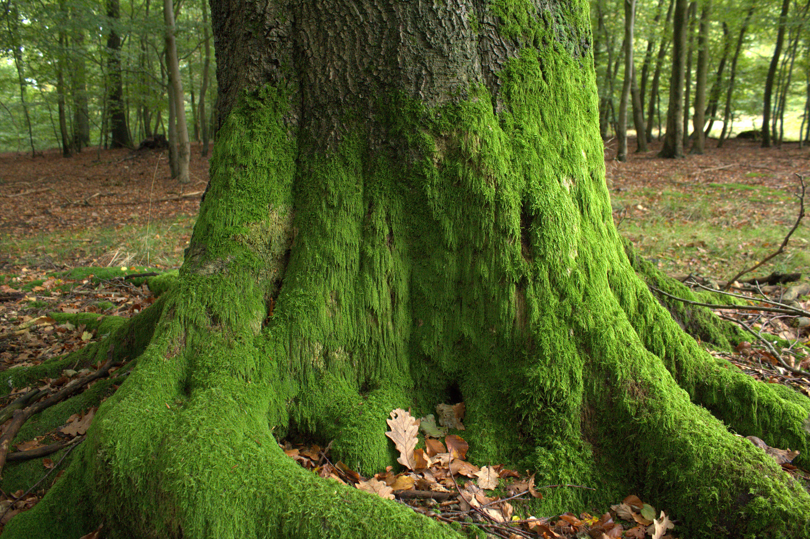 Baum mit Moos Foto & Bild pflanzen, pilze & flechten, pflanzen, natur Bilder auf