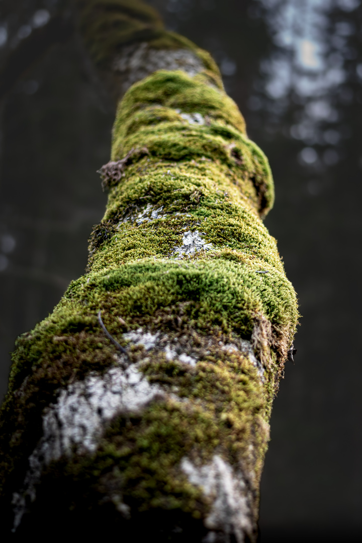 Baum mit Moos