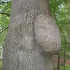 Baum mit Nase
