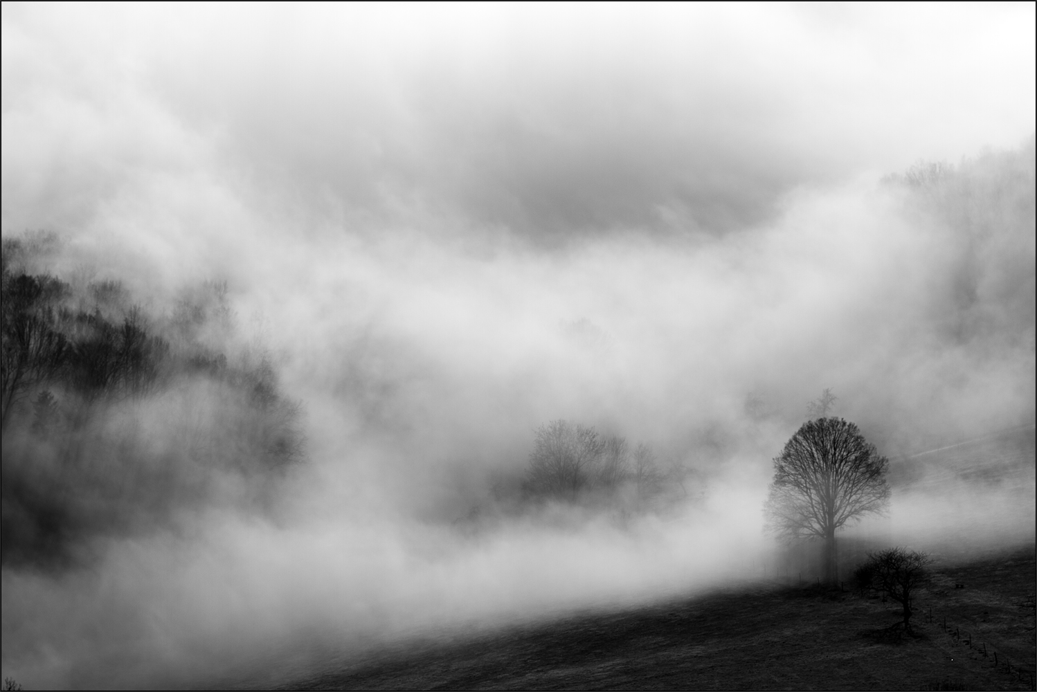 Baum mit Nebel
